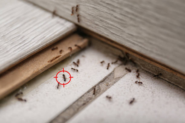 Best Local Pest Control Services  in Sughter, LA