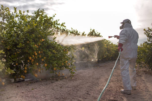 Best Pest Control for Homes  in Sughter, LA